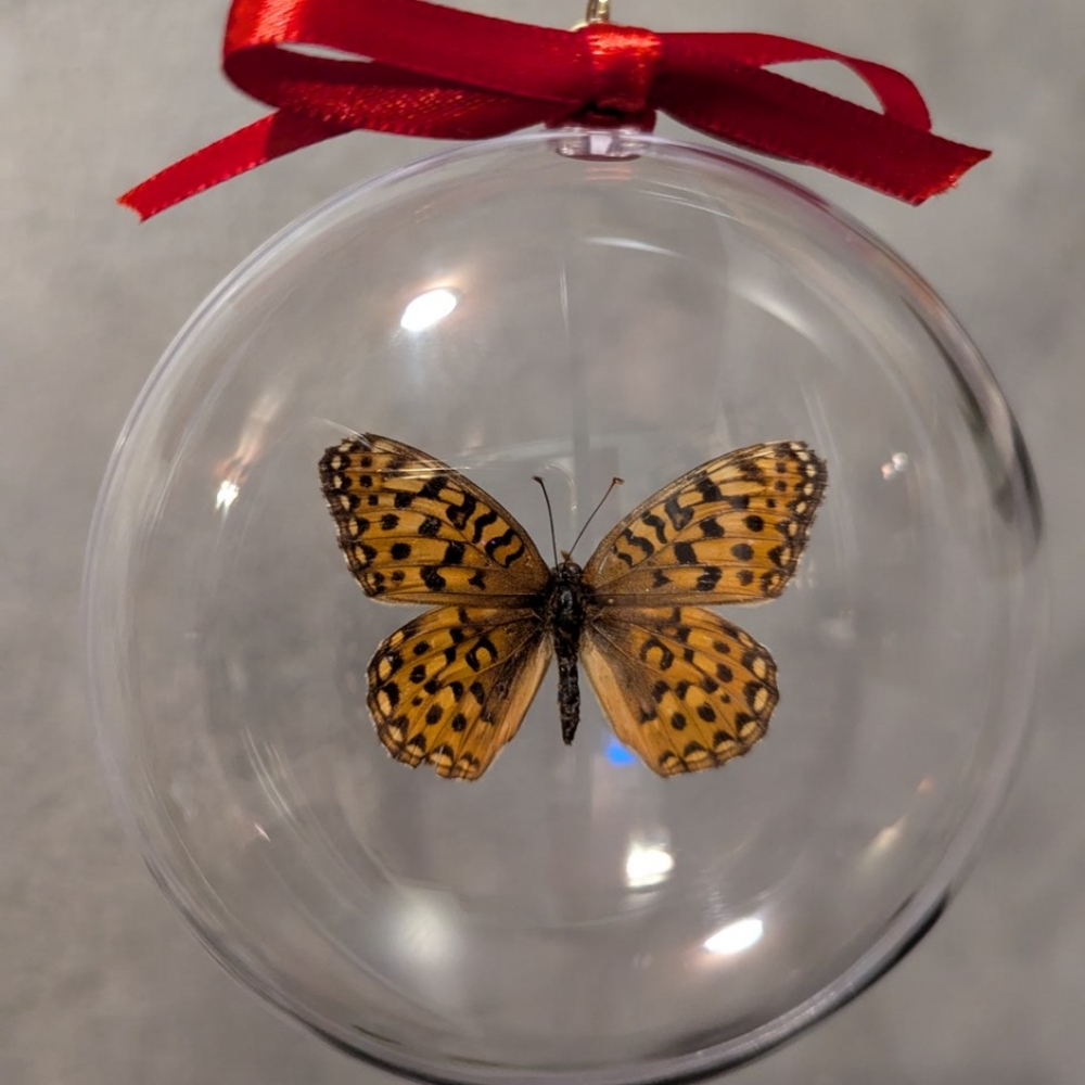 Christmas Ornament Real Butterfly